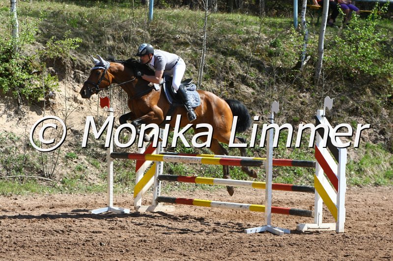 204M8041_JPs Zindy_Springpferde_A.JPG